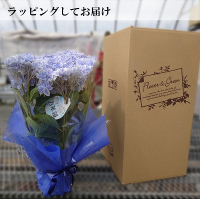 ふるさと納税 吉賀町 アジサイ「万華鏡」5号鉢