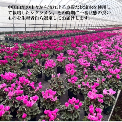 【2025年10月～11月発送】ガーデンシクラメン　3号ポット(12個入り)
