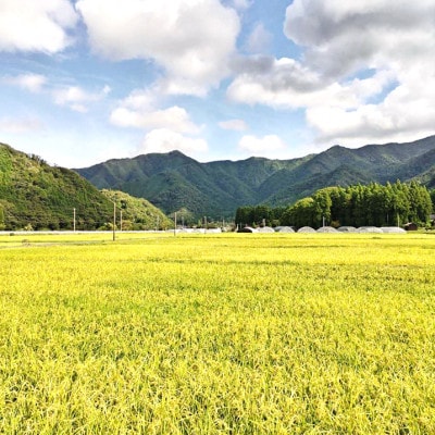 令和7年産　吉賀町広石産きぬむすめ　清流高津川のお米　精米5kg