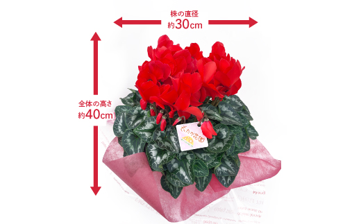 【お届け:11月下旬～12月】シクラメン　5号鉢