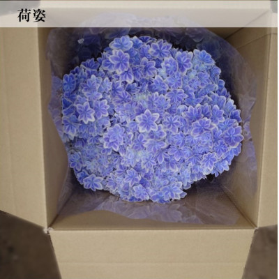 【お届け:2026年4月下旬より開始】アジサイ「万華鏡」5号鉢