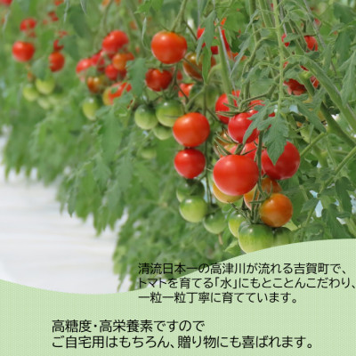 高糖度フルーツトマト「tricho(トリコ)」1.2kg【配送不可地域：離島】