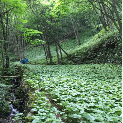 山葵の刺身【配送不可地域：離島】