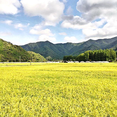 令和7年産　吉賀町広石産コシヒカリ　清流高津川のお米　精米5kg