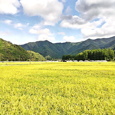 令和7年産　吉賀町広石産コシヒカリ　清流高津川のお米　精米10kg