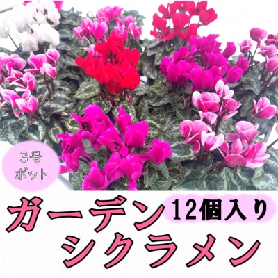 【2025年10月～11月発送】ガーデンシクラメン　3号ポット(12個入り)