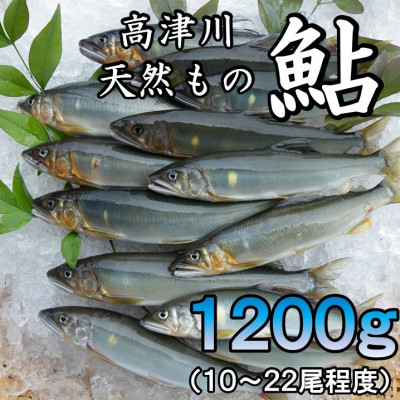 高津川天然あゆ冷凍　1200g(吉賀町)【配送不可地域：離島】