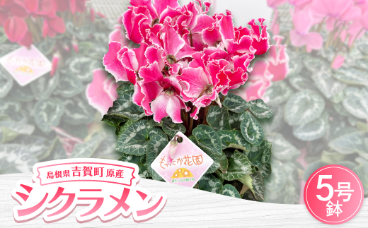 【お届け:11月下旬～12月】シクラメン　5号鉢