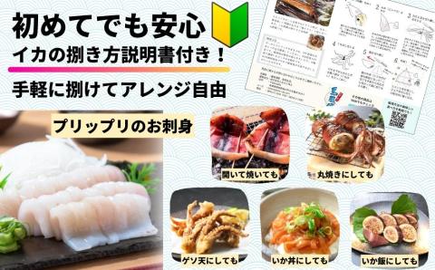 【朝どれスルメイカ 丸ごと5~6本】スルメイカ シマメ 約1kg 冷凍 刺身 個包装 捌き方説明書付き（ いか 烏賊 イカ スルメ お歳暮 年末年始 御歳暮 ギフト） 12月24日までのご注文で年内発送