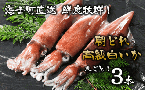 【ぷりぷり甘い高級白いか】島どれ鮮度そのまま！白いか丸ごと３本セット