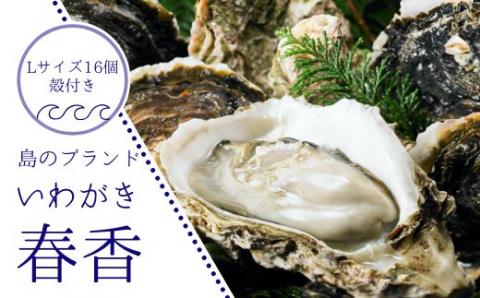 [ブランドいわがき春香]新鮮クリーミーな高級岩牡蠣 殻付きLサイズ16個