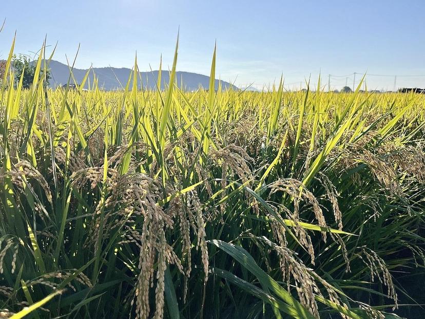 一粒万倍米（農薬・化学肥料不使用朝日米）玄米 5kg 令和7年産