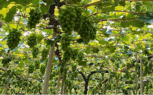 ぶどう 2026年  最高ランクシャインマスカット 1房 約750g  ブドウ 葡萄  岡山市産 国産 フルーツ 果物 ギフト 【 Nini farm 農家 直送 】