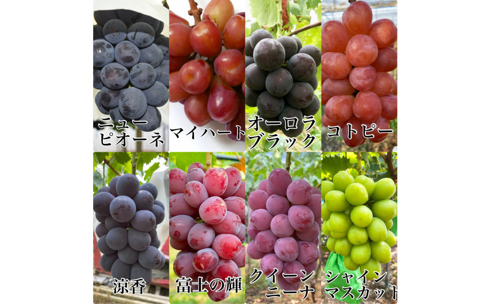 ぶどう 2026年 農家こだわりのシャインマスカット＆お任せ２品種  ３房合計約1.2ｋg ブドウ 葡萄 岡山県産 国産 フルーツ 果物 ギフト 【 Nini farm 農家 直送 】