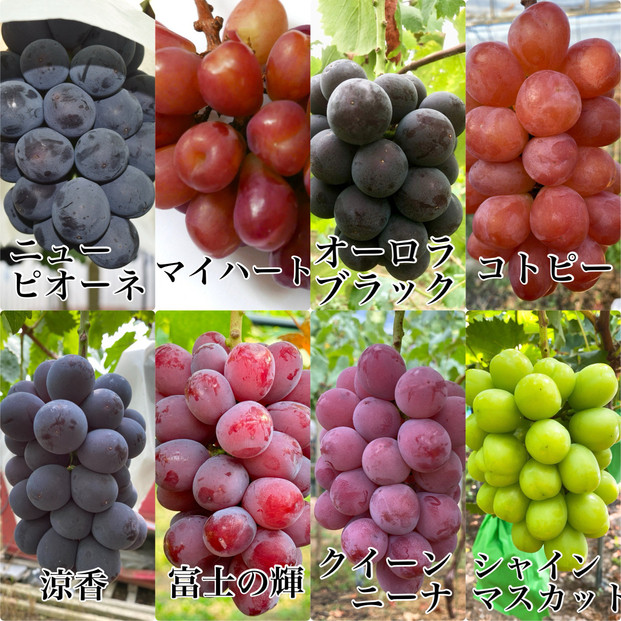 ぶどう 2026年 農家こだわりのシャインマスカット＆お任せ２品種  ３房合計約1.5ｋg ブドウ 葡萄 岡山県産 国産 フルーツ 果物 ギフト 【 Nini farm 農家 直送 】