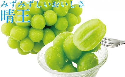 ぶどう 2026年  シャイン マスカット 晴王 2房（合計約1kg） ブドウ 葡萄  岡山県産 国産 フルーツ 果物 ギフト