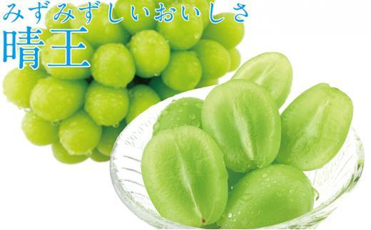 ぶどう 2025年  9月・10月発送 シャイン マスカット 晴王 1房 約600g×2回 ブドウ 葡萄  岡山県産 国産 フルーツ 果物 ギフト