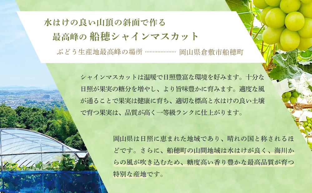 【2026年7月以降発送】岡山県産 シャインマスカット 晴王 1房 約600g 種無し 皮ごと食べる フレッシュ 先行受付