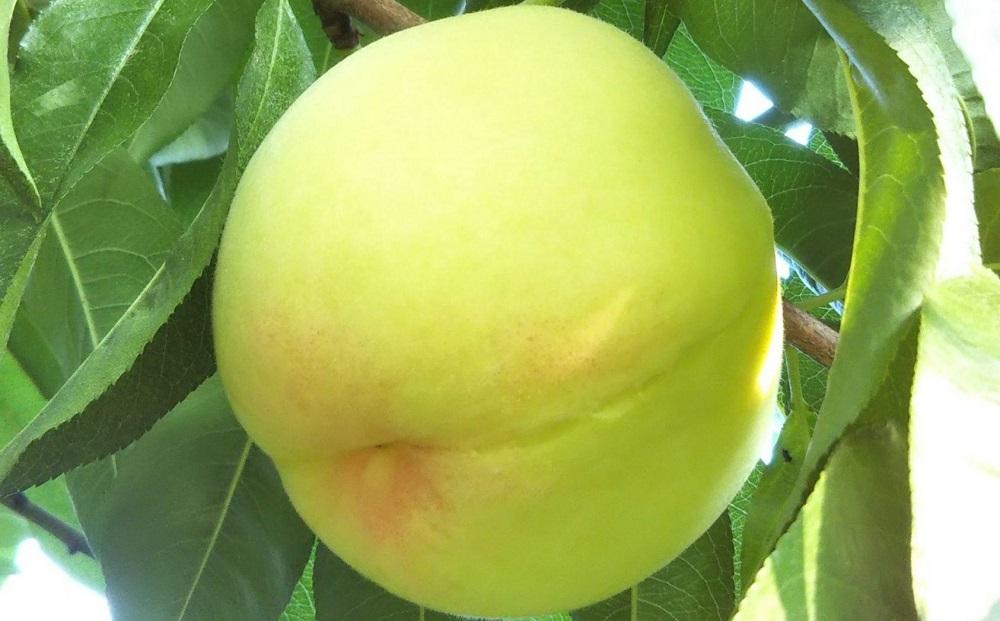 桃 2026年 贈答用 岡山 清水 白桃  約2kg（5～7玉） もも モモ 岡山県 岡山市産 国産 フルーツ 果物 ギフト