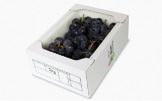 ぶどう 2026年  ご家庭用 ニュー ピオーネ 合計2kg以上  産地直送  岡山県産 国産 フルーツ 果物 たけまさぶどう園