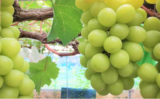 ぶどう 2026年  シャインマスカット 2房（約1kg） ブドウ 葡萄 岡山市産 国産 フルーツ 果物 ギフトタンポポ農園