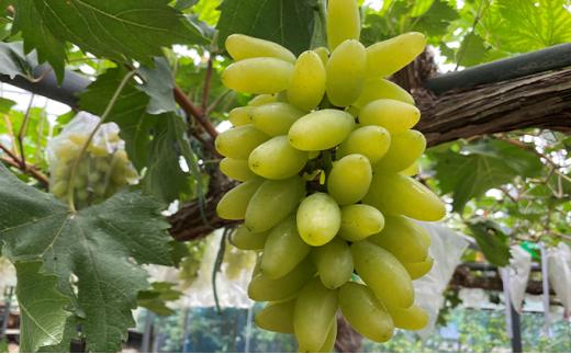 ぶどう 2026年 ゴールド フィンガー 1～3房（約0.8kg） ブドウ 葡萄 岡山市産 国産 フルーツ 果物 ギフトタンポポ農園