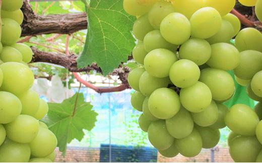 ぶどう 2026年  シャインマスカット 1房（約750g） ブドウ 葡萄 岡山市産 国産 フルーツ 果物 ギフトタンポポ農園