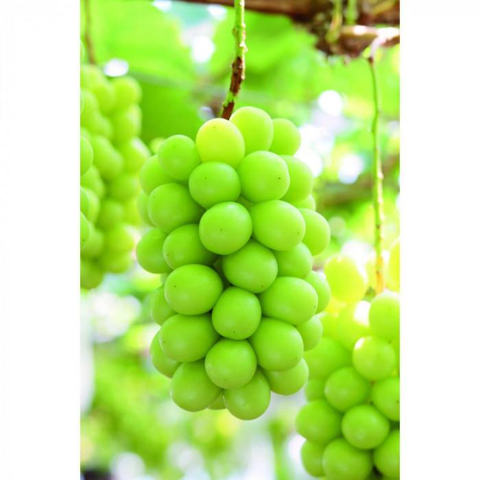 岡山県産シャインマスカット（ご家庭用）約1.2kg (２～３房）【2026年発送】