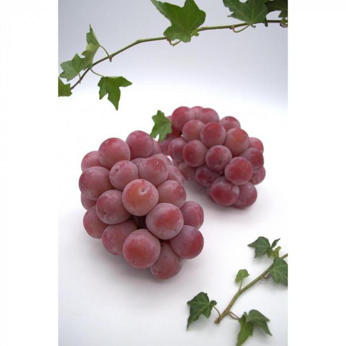 シャインマスカット＆クイーンニーナ　計約1.2kg(各１房）【2026年発送】