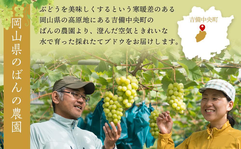 ぶどう 2026年  旬のぶどう食べ比べセット 約1.8kg 3～5房 減農薬 ハウス栽培 ブドウ 葡萄  岡山県産 国産 フルーツ 果物 ギフト ばんの農園