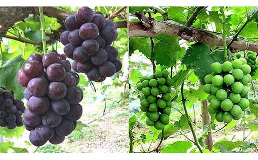 ぶどう 2026年 岡山県産 シャインマスカット・ピオーネ 2種 詰め合わせ 計2kg（3～4房）ぶどう園AC