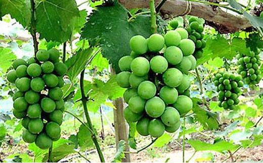 ぶどう 2026年 岡山県産 シャインマスカット 3房～4房 約2kg  贈答 ぶどう園AC