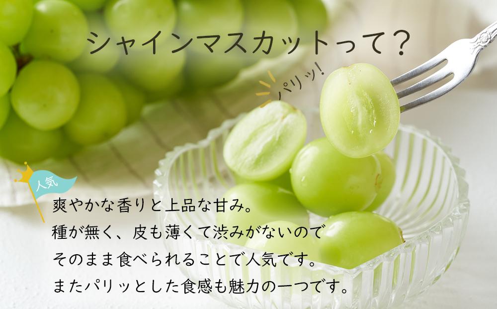岡山県産 ぶどう 2026年発送  シャインマスカット 晴王 約500g×2房 計1kg 種無し ブドウ 葡萄 フルーツ 果物 ギフト