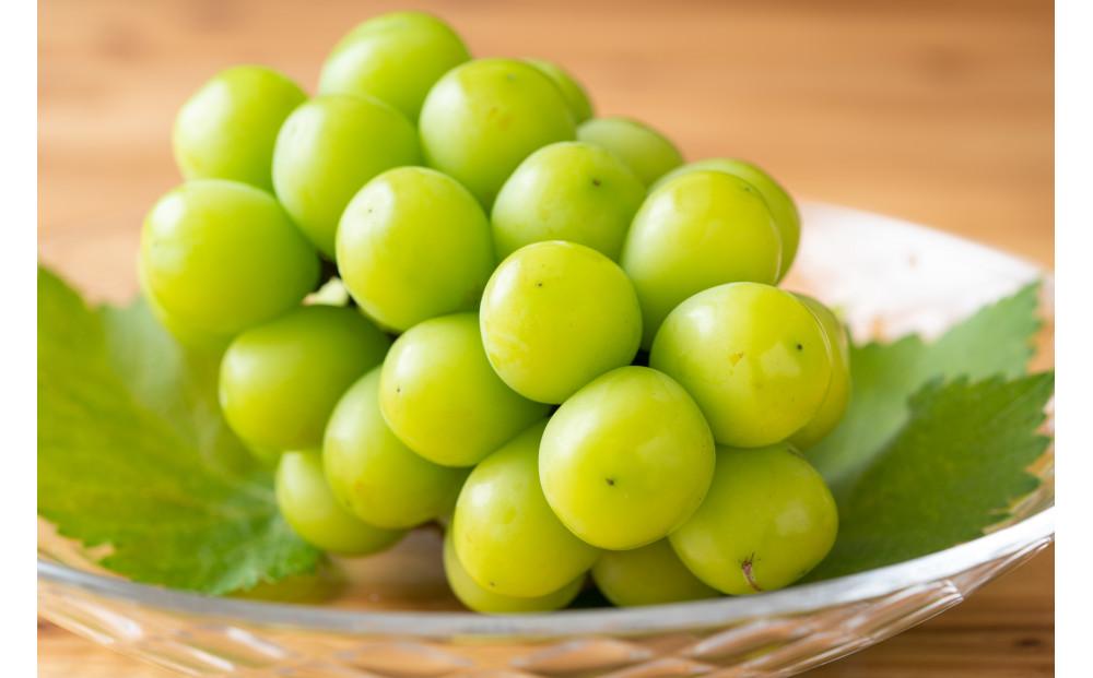 ぶどう 2025年  シャイン マスカット 大房1房 約800g 贈答用 ブドウ 葡萄 岡山県産 国産 フルーツ 果物 ギフト 横木農園