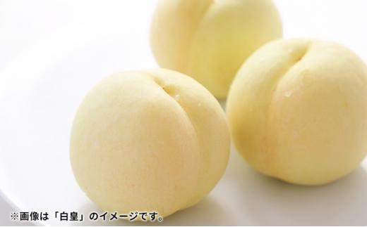 桃 2026年  岡山の桃（晩生種）約1.6kg 4~6玉 もも モモ 岡山県産 国産 フルーツ 果物 ギフト 横木農園