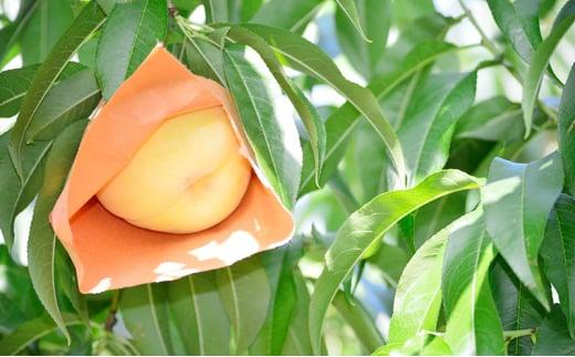 桃 2025年  白桃 等級: ロイヤル 糖度12.0度以上 6玉入り 合計1.2kg前後 もも モモ 岡山県産 国産 フルーツ 果物 ギフト