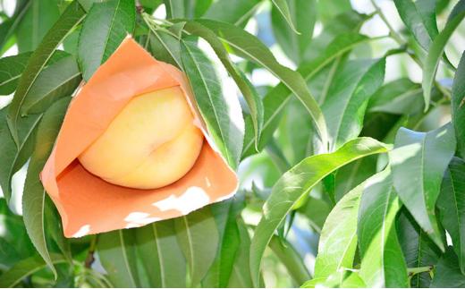 桃 2026年  白桃 3玉入り 等級: ロイヤル 糖度12.0度以上 合計800g前後 もも モモ 岡山県産 国産 フルーツ 果物 ギフト