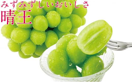 ぶどう 2025年  シャイン マスカット 晴王 2房（合計約1.2kg） ブドウ 葡萄  岡山県産 国産 フルーツ 果物 ギフト