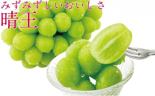 ぶどう 2025年  9月・10月発送 シャイン マスカット 晴王 2房（合計約1.2kg） ブドウ 葡萄  岡山県産 国産 フルーツ 果物 ギフト