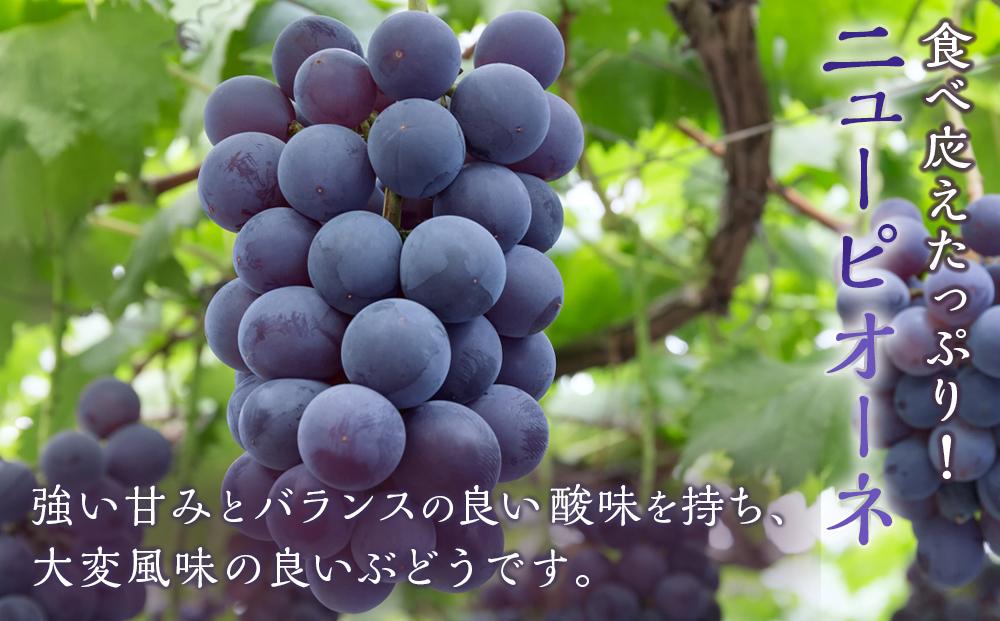 ぶどう 2026年  ニュー ピオーネ 1房（480g以上） シャイン マスカット 1房（480g以上）