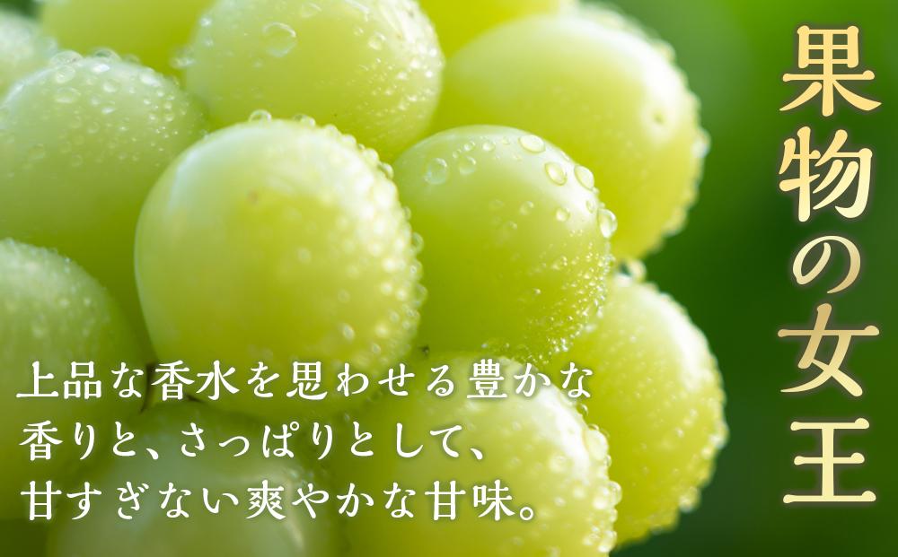 ぶどう 2026年  マスカット・オブ・アレキサンドリア 1房約750g 化粧箱入り ブドウ 葡萄  岡山県産 国産 フルーツ 果物 ギフト