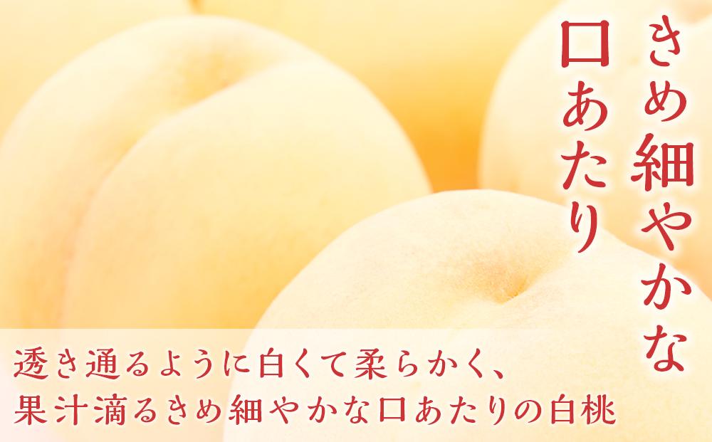 桃 ぶどう 2026年  岡山の 果物 詰合せ 岡山 白桃 2玉 シャイン マスカット 晴王 2房 化粧箱入り 岡山県産 国産 フルーツ 果物 ギフト