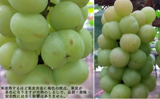 ぶどう 2026年  桃太郎 ぶどう 1房（1房800g以上） ブドウ 葡萄  岡山県産 国産 フルーツ 果物 ギフト