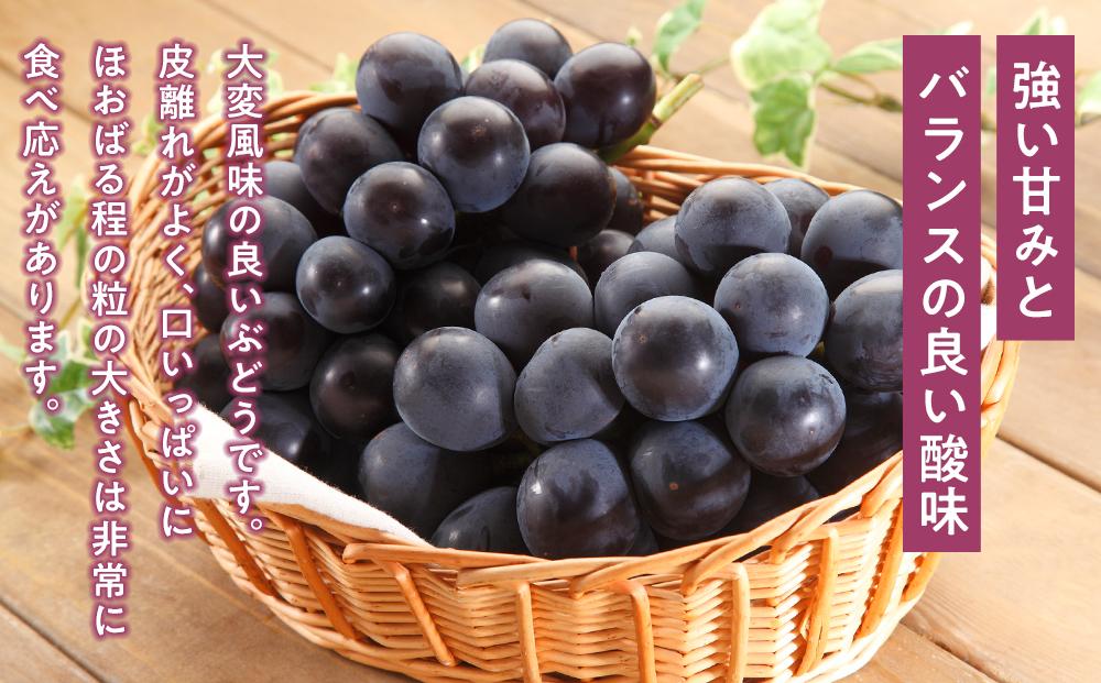 ぶどう 2026年  ニュー ピオーネ 1房（1房470g以上） シャイン マスカット 『晴王』1房（1房470g以上）詰合せ（2房） ブドウ 葡萄  岡山県産 国産 フルーツ 果物 ギフト