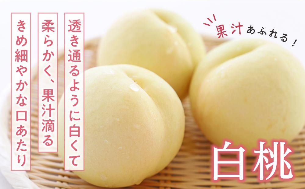 桃 ぶどう 2026年  白桃 2玉（1玉200g以上） ニュー ピオーネ 2房（合計約940g）詰合せ もも 葡萄 岡山県産 国産 フルーツ 果物 ギフト