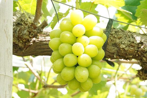 厳選 シャインマスカット 2～3房 合計1.7kg以上 産地直送 朝採れ ぶどう 葡萄 Kawahara Green Farm 岡山県産 2026年