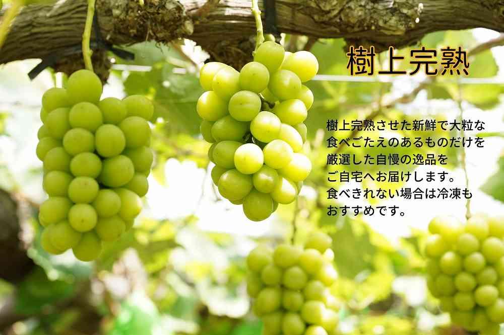 厳選 シャインマスカット・瀬戸ジャイアンツ 2房 合計1.1kg以上 詰合せ 産地直送 朝採れ ぶどう 葡萄 Kawahara Green Farm 岡山県産 2026年