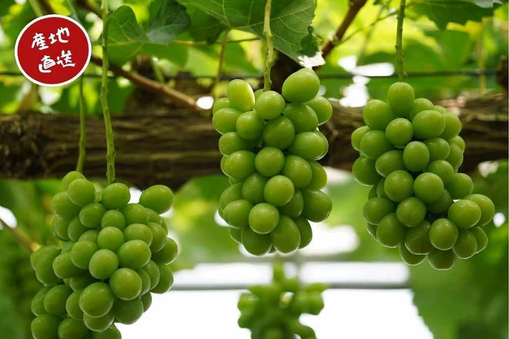 家庭用 シャインマスカット 2房 合計1.1kg以上 産地直送 朝採れ ぶどう 葡萄 Kawahara Green Farm 岡山県産 2026年