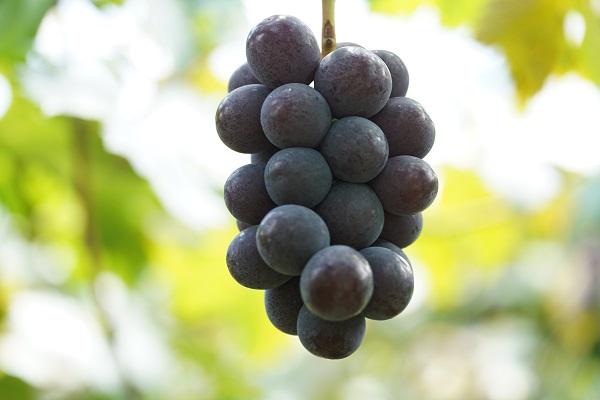 厳選 ニューピオーネ 2房 合計1.0kg以上 産地直送 朝採れ ぶどう 葡萄 Kawahara Green Farm 岡山県産 2026年