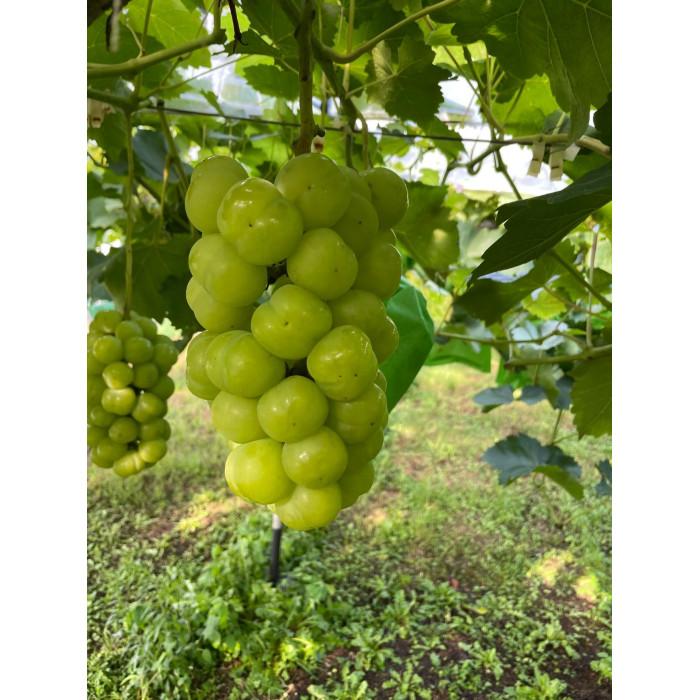 厳選 瀬戸ジャイアンツ 2～3房 合計1.6kg以上 産地直送 朝採れ ぶどう 葡萄 Kawahara Green Farm 岡山県産 2026年
